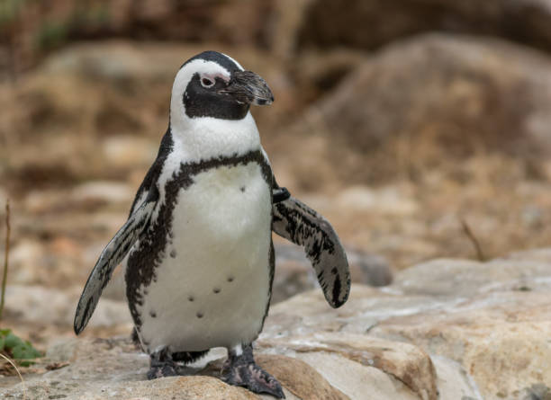 istock African Penguin body closeup 1196760912