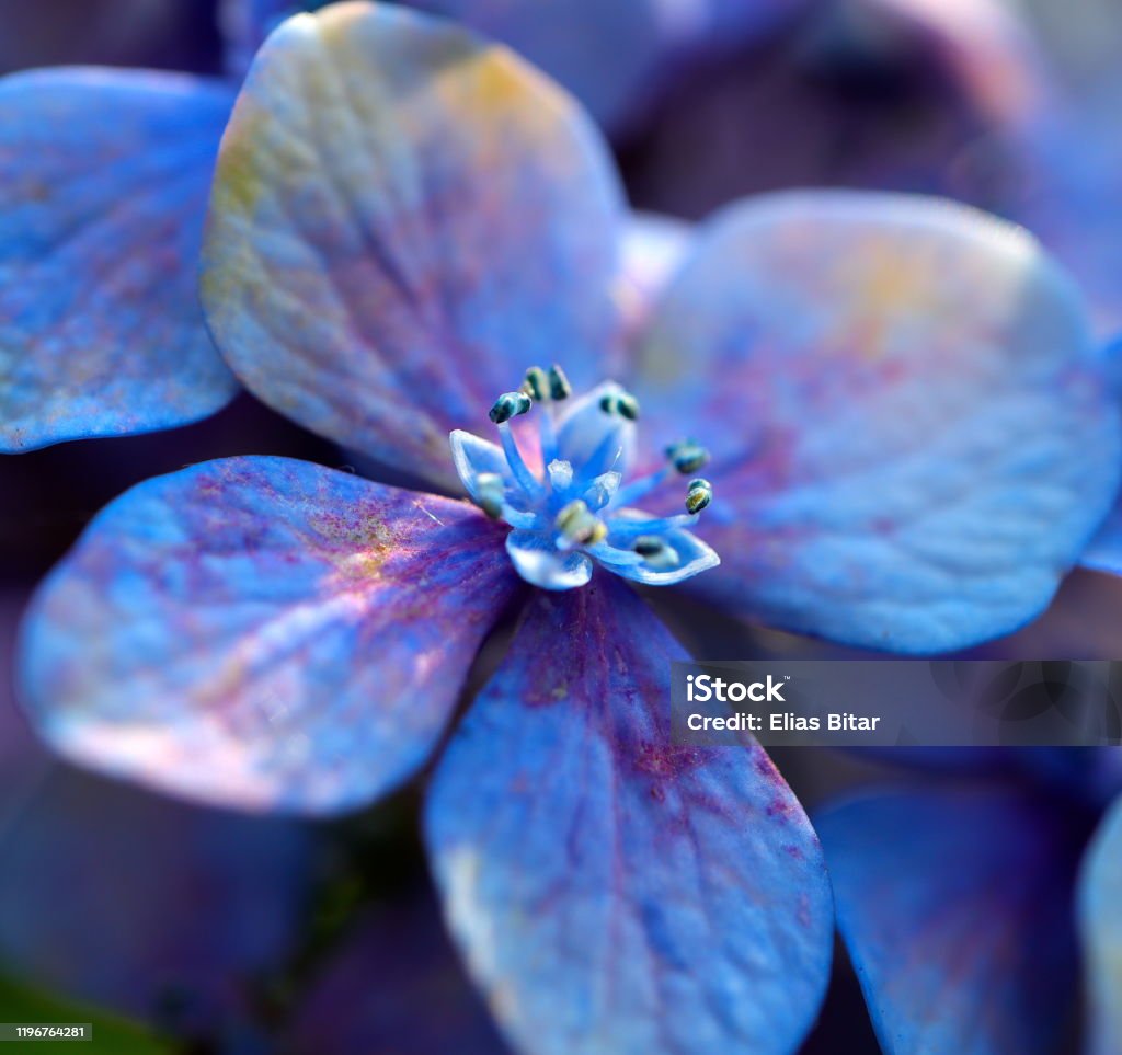 아름다운 다채로운 파란색과 보라색 꽃 0명에 대한 스톡 사진 및 기타 이미지 - 0명, 기이함, 꽃 나무 - Istock