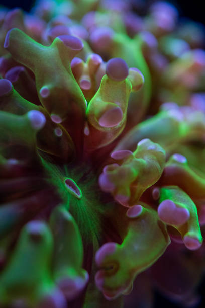 istock This frogspawn coral got its name because its polyps are shaped like frog toes. 1196765857