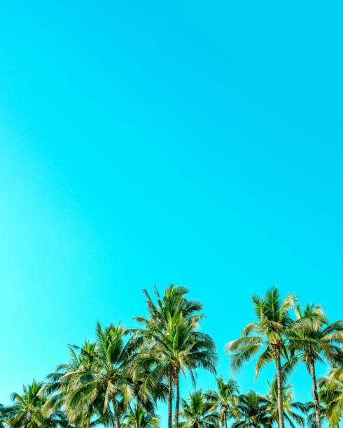 istock Beautiful coconut palm trees with vintage nature beach background. 1196768113