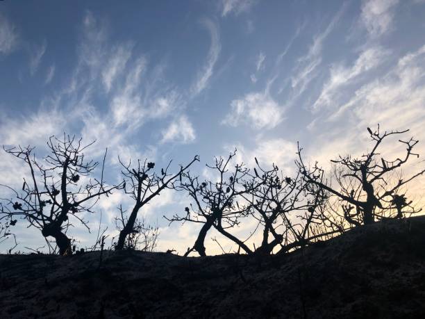 bushfire banksia sunset - tree branch burnt silhouette fotografías e imágenes de stock