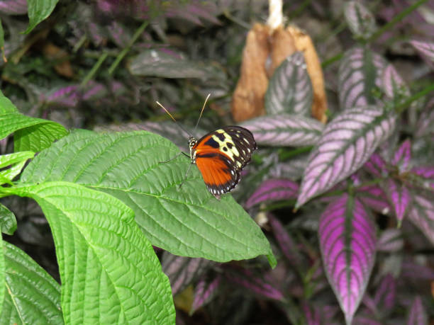 istock Tarricina longwing-Tithorea tarricina butterfly on a green leaf 1196769562