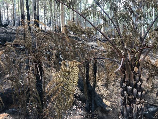 istock Blackened Tree Ferns after a Bushfire in the Australian Forest 1196770306