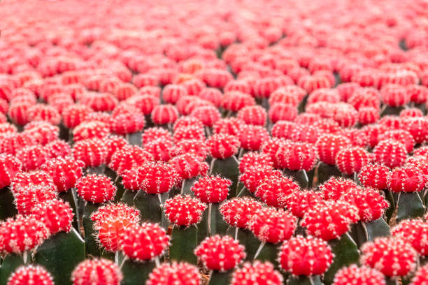 istock Red blossoming Succulents, cacti, cactuses  background 1196771239