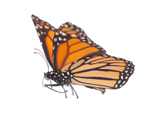 istock Monarch Butterfly Isolated On White 1196772768