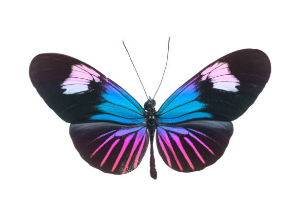papillon rose et bleu d'isolement sur le blanc - artificial wing photos photos et images de collection