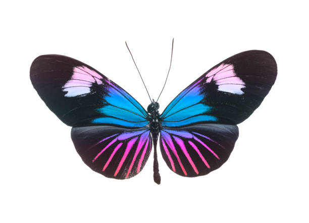 butterfly pink and blue isolated on white - artificial wing fotos imagens e fotografias de stock