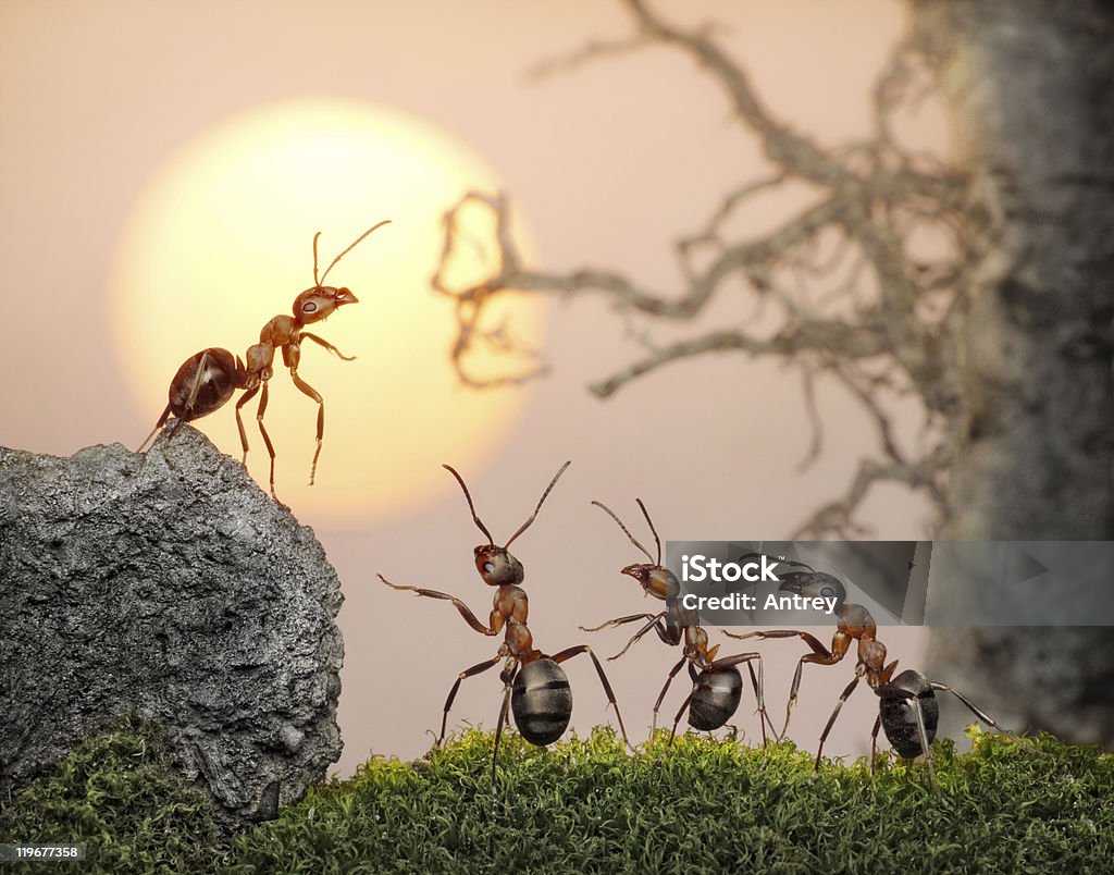 ants, equipo de Consejo en la puesta de sol, amanecer) (o - Foto de stock de Color - Tipo de imagen libre de derechos