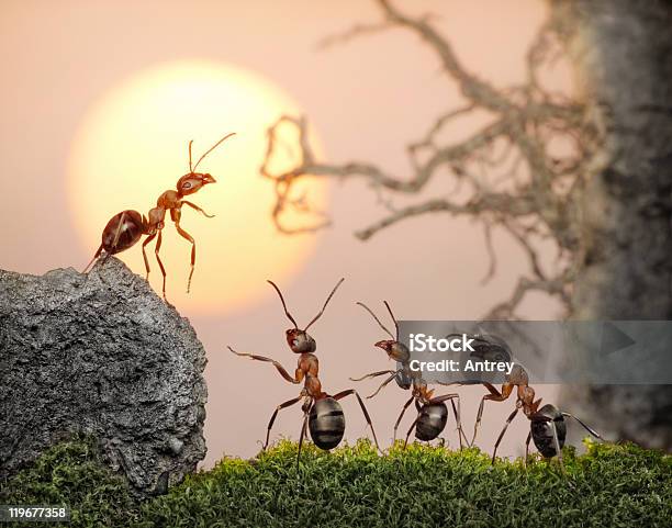 Ants Equipo De Consejo En La Puesta De Sol Amanecer O Foto de stock y más banco de imágenes de Color - Tipo de imagen