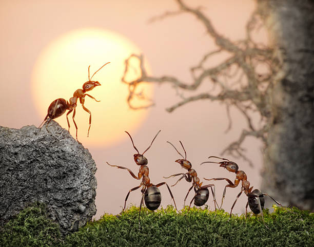 istock team of ants , council on sunset (or sunrise) 119677358