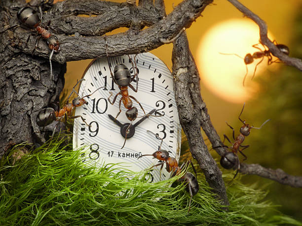 istock team of ant adjusting time 119677535