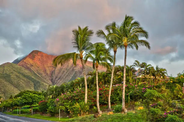 Four palm trees with rich landscape below and reddish mountain in the background.  Taken in Maui.