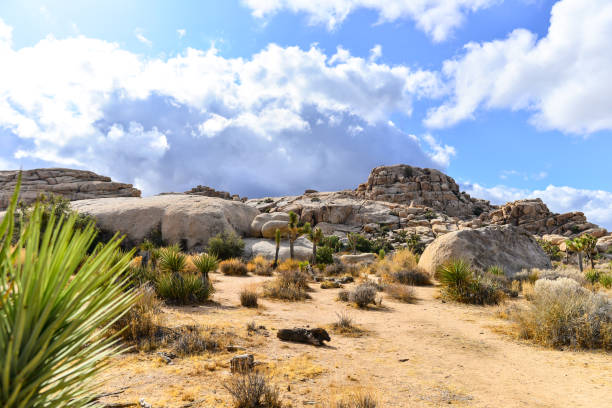 Joshua Tree - Joshua Trees and Rock Formation Landscapes