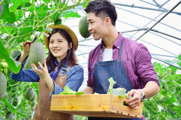 istock Two Young Colleagues Working at Cantaloupe Greenhouse 1196778951