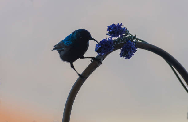 Palestine sunbird, scientific name is Cinnyris osea