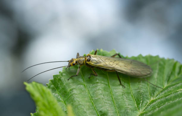Stonefly on leaf, macro photo, this insect is often imitated by fly fishermen Closeup of a stonefly on leaf, macro photo, this insect is often imitated by fly fishermen. plecoptera stock pictures, royalty-free photos & images