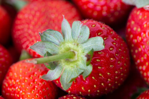 Fresh strawberries