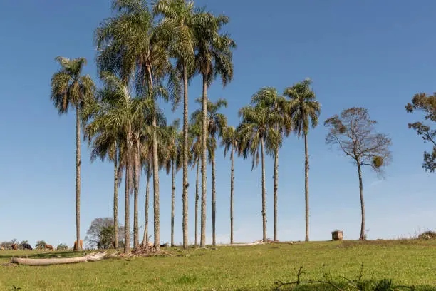 Landscape of palm trees in Cerro chapadão locality, Jaguari, Brazil. Mountain region of the state of Rio Grande do Sul, Italian and German colonization. Rural landscape