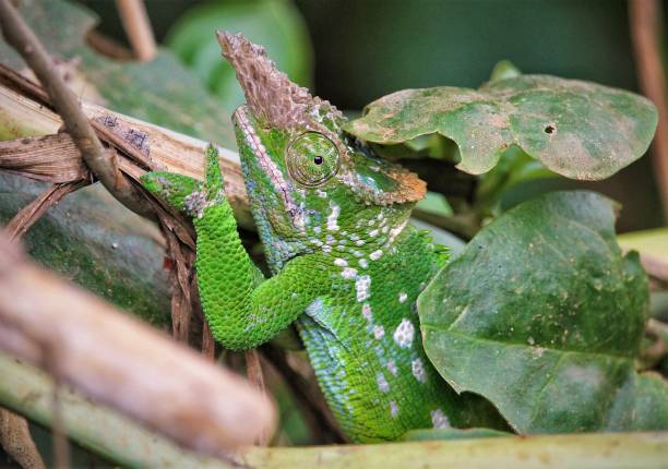 istock kilimanjaro two-horned chameleon 1196784775