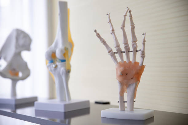 istock Hands plastic anatomy physiology model a bones in hospital. 1196785678