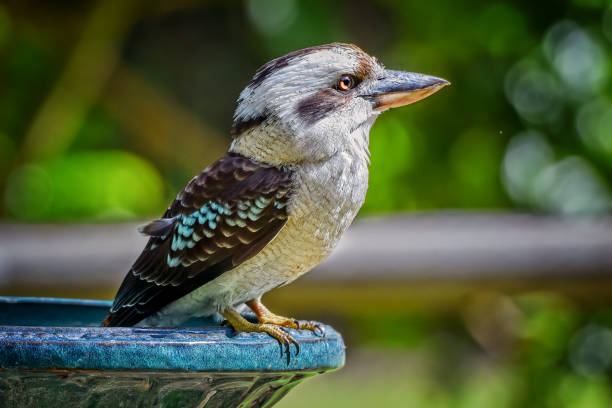 istock Baby Laughing Kookaburra 1196786591