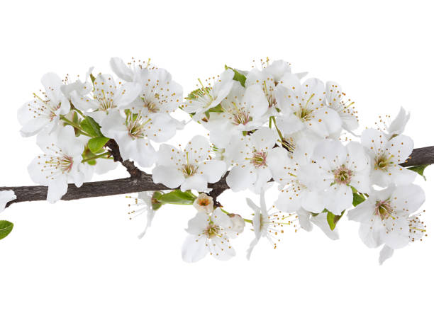 istock Apple flowers branch isolated on white background. 1196786735