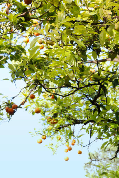 istock Ripe oranges hanging on a tree on a sunny day 1196786814