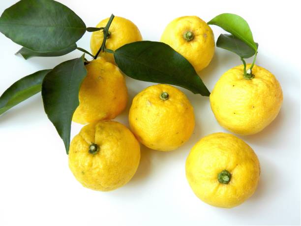 Lemon Lemon sunomono stock pictures, royalty-free photos & images