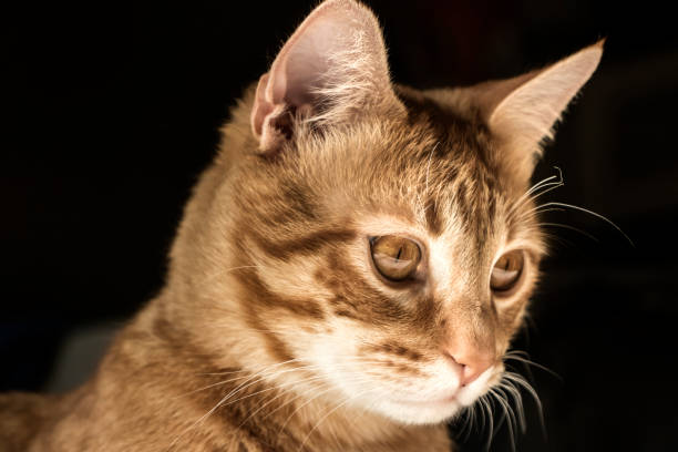 istock Beautiful domestic cat with features 
