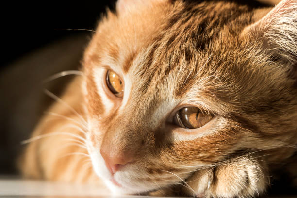 Beautiful domestic cat with features 