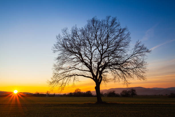 istock Lonely tree on the empty autumn field at sunset. 1196788224