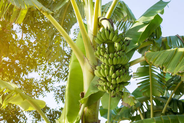 木の上に緑のバナナの束と残し、庭に新鮮な果物 - green banana tree banana tree ストックフォトと画像