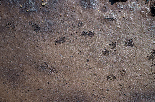 An animal track is an imprint left behind in soil, snow, or mud, or on some other ground surface, by an animal walking across it.