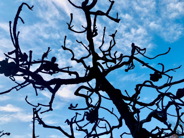 Horizontal landscape photo of the black silhouettes of burnt, blackened Banksia Tree trunks, branches and seedpods after bushfires, against a blue, cloud streaked sunset sky near Yamba East coast NSW Australia