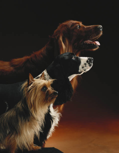 Three dogs  three animals photos stock pictures, royalty-free photos & images