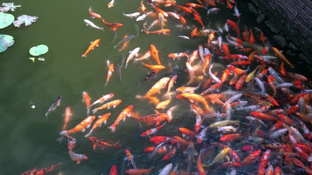 Colorful koi fish swim in the lake attracts tourists sightseeing in the imperial Forbidden Citadel in Hue, Vietnam