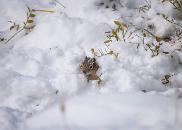 istock Brown Squirrel seek for food in snow 1196798579