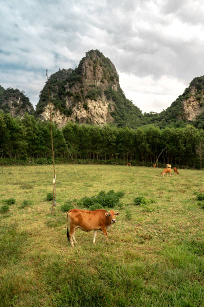 Grassing 60+ Grassing Cow In The Farm Stock Photos, Pictures & Royalty-Free ...