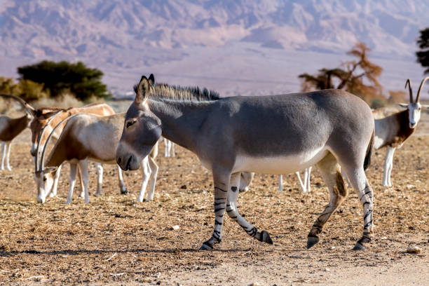 istock Somali wild donkey (Equus africanus) and antelope scimitar horn Oryx (Oryx leucoryx). 1196799589