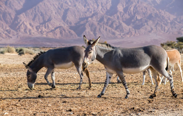 istock Somali wild donkey (Equus africanus) in nature reserve 1196799630