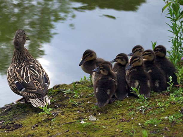 istock Mallard Chicks and Mother 119680039