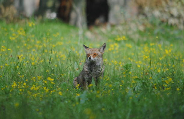 istock Fauna. Fox in a high grass. Cute animals. Wild animals 1196803982