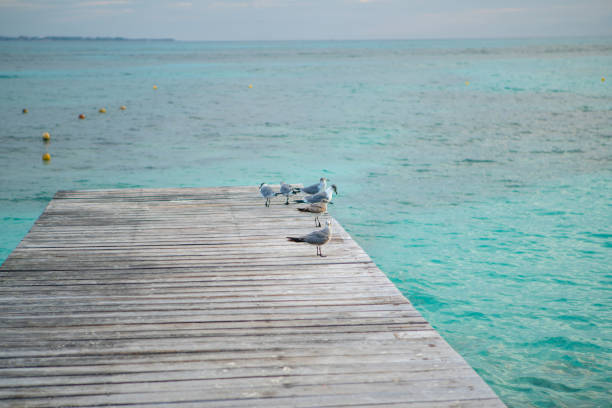 istock Seagull on exotic pier in Mexico 1196806871