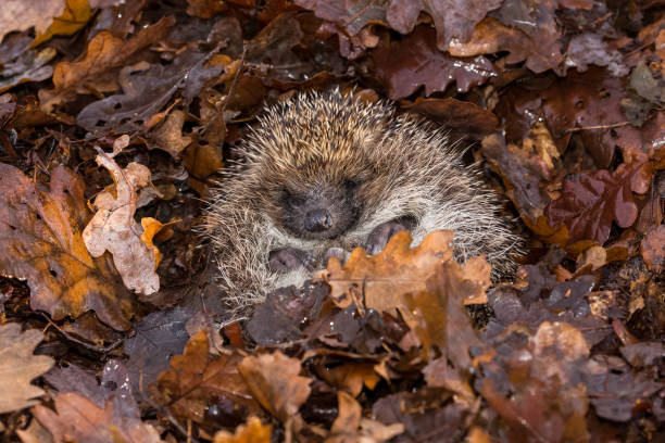 Hedgehog, wild, native, European hedgehog, hibernating in fallen Autumn leaves.  Curled into a ball and facing forward. Hedgehog, (Scientific name: Erinaceus Europaeus) wild, native, European hedgehog hibernating in natural woodland habitat. Curled into a ball in fallen Autumn leaves. Close up. Horizontal.  Space for copy. hibernation stock pictures, royalty-free photos & images