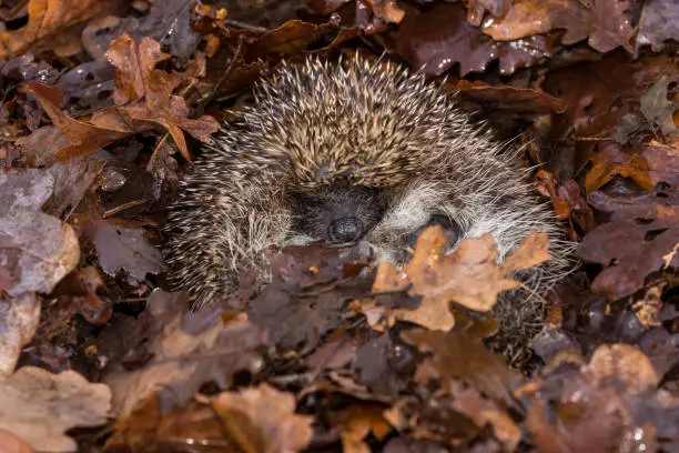 Hedgehog, (Scientific name: Erinaceus Europaeus) wild, native, European hedgehog hibernating in natural woodland habitat. Curled into a ball in fallen Autumn leaves. Close up. Horizontal.  Space for copy.