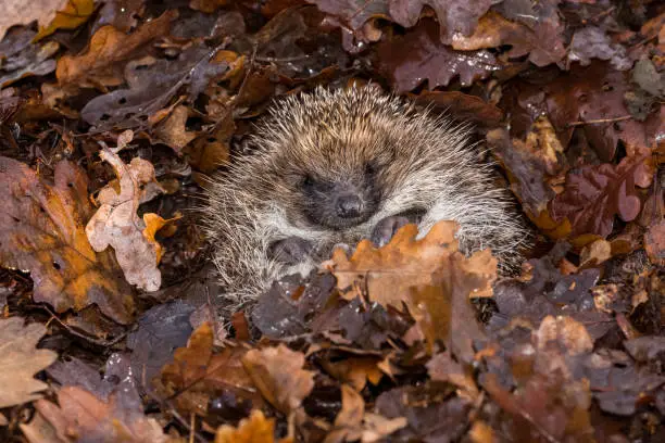 Hedgehog, (Scientific name: Erinaceus Europaeus) wild, native, European hedgehog hibernating in natural woodland habitat. Curled into a ball in fallen Autumn leaves. Close up. Horizontal.  Space for copy.