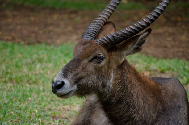 A close up of a water Buck. Taken in Kruger National Park, South Africa