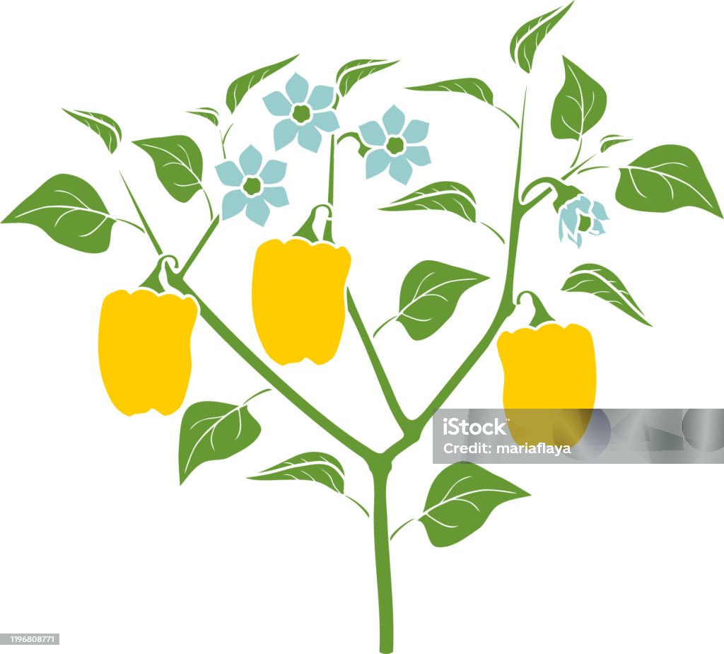 녹색 잎과 노란색 고추와 꽃 고추 식물 흰색 배경에 고립 된 식물의 일반적인 보기 0명에 대한 스톡 벡터 아트 및 기타 이미지 -  0명, 고추류, 과일 - Istock