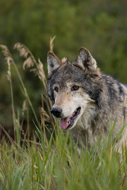 istock Male Wolf sits in the long grass 119680891