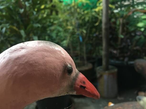 Red-billed bird in the garden